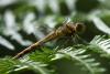 Sympetrum striolatum